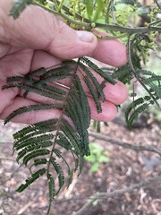 Acacia mearnsii