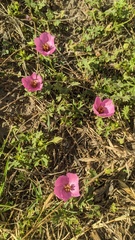 Modiolastrum gilliesii