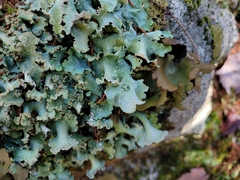 Parmotrema crinitum