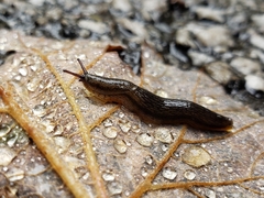 Arion hortensis