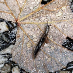 Arion hortensis