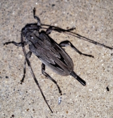 Acanthocinus nodosus