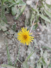 Taraxacum