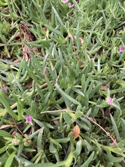Carpobrotus