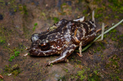 Eupsophus roseus