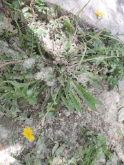 Taraxacum