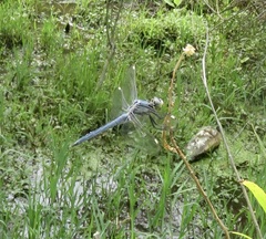 Libellula comanche