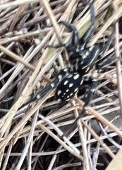 Nyssus albopunctatus