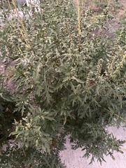 Dysphania graveolens