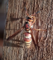 Euodynerus pratensis