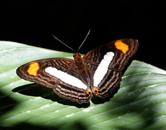 Adelpha iphiclus iphiclus