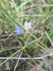 Wahlenbergia gracilis