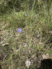 Wahlenbergia gracilis