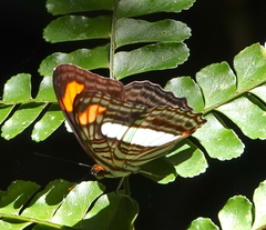 Adelpha iphiclus iphiclus