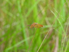 Neurothemis stigmatizans