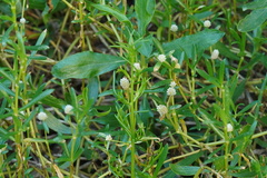 Blutaparon vermiculare