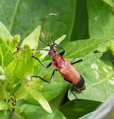 Chauliognathus lecontei