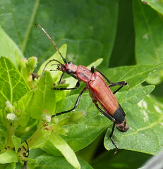 Chauliognathus lecontei