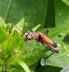 Chauliognathus lecontei