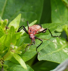 Chauliognathus lecontei