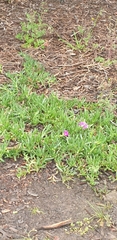 Carpobrotus modestus