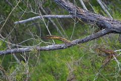 Tillandsia balbisiana