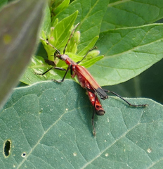 Chauliognathus lecontei