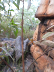 Argiope dietrichae