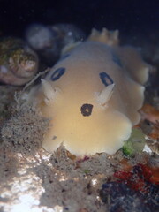 Diaulula sandiegensis