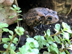 Anaxyrus americanus charlesmithi