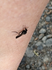 Dilophus nigrostigma