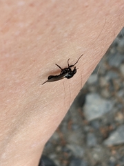 Dilophus nigrostigma