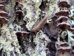 Philomycus flexuolaris