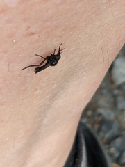 Dilophus nigrostigma