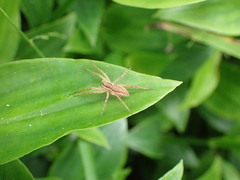 Dolomedes minor