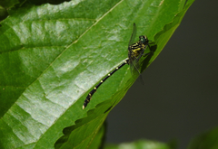 Hemigomphus heteroclytus