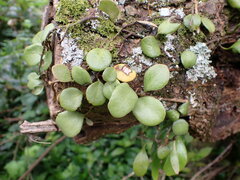 Pyrrosia eleagnifolia