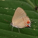 Ziegleria ceromia - Photo (c) desertnaturalist, μερικά δικαιώματα διατηρούνται (CC BY), uploaded by desertnaturalist