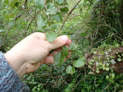 Muehlenbeckia australis