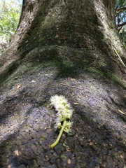 Phytolacca dioica