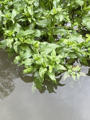 Gymnocoronis spilanthoides