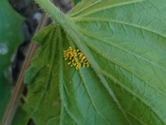 Epilachna paenulata