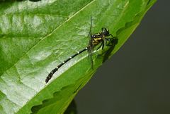 Hemigomphus heteroclytus
