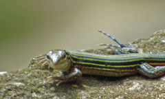 Aspidoscelis lineattissimus