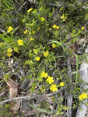 Hibbertia devitata