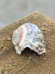 Amphibola crenata