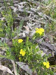 Hibbertia empetrifolia