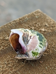 Amphibola crenata