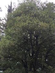 Elaeocarpus hookerianus