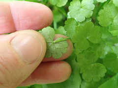 Hydrocotyle heteromeria